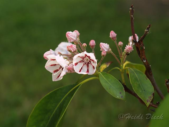 Kalmia latifolia Pepermint.jpg